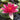 James Brydon water lily - pond plants water lilies aquatic plants-0