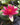 James Brydon water lily - pond plants water lilies aquatic plants-0