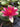 James Brydon water lily - pond plants water lilies aquatic plants-0