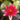 James Brydon water lily - pond plants water lilies aquatic plants-19874