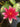 James Brydon water lily - pond plants water lilies aquatic plants-19874
