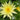 Joey Tomacik water lily - pond plants water lilies aquatic plants-0