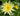 Joey Tomacik water lily - pond plants water lilies aquatic plants-0