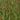 Juncus inflexus (Hard rush) - Marginal Pond Plants - Pond Plants - Water Plants-0