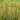 Juncus maritimus (Sea rush) - Marginal Pond Plants - Pond Plants - Water Plants-0