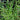 Juncus effusus var. spiralis (Corkscrew rush) - Marginal Pond Plants - Pond Plants - Water Plants-251