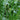 Juncus effusus (Soft rush) - Marginal Pond Plants - Pond Plants - Water Plants-0