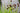 Lincolnshire Pond Plants Frog Pack-917