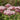 Eupatorium cannabinum (Hemp agrimony or Dutch agrimony) - Marginal Pond Plants - Pond Plants - Water Plants-0