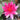 Laydekeri Fulgens water lily - pond plants - water lilies - aquatic plants-0