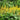 Ligularia Przwalskii - Marginal Pond Plants - Pond Plants - Water Plants-0