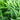 Lilaeopsis brasilensis (Brazilian micro sword) - Marginal Pond Plants - Pond Plants - Water Plants-0