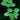 Limnobium Laevigatum- submerged - Aquarium Strands-0