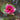 Liou water lily - pond plants - water lilies - aquatic plants-0