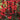 Lincolnshire Pond Plants Frog Marginal 8 Pack-906