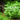 Lobelia Cardinalis - Submerged - Aquarium Strands-0