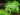 Lobelia Cardinalis - Submerged - Aquarium 10 Strands-0