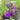 Lobelia vedrariensis (Purple lobelia) - Marginal Pond Plants - Pond Plants - Water Plants-19610