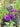 Lobelia vedrariensis (Purple lobelia) - Marginal Pond Plants - Pond Plants - Water Plants-19610