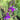Lobelia vedrariensis (Purple lobelia) - Marginal Pond Plants - Pond Plants - Water Plants-19609