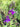 Lobelia vedrariensis (Purple lobelia) - Marginal Pond Plants - Pond Plants - Water Plants-19609