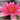 Lucida water lily - pond plants - water lilies - aquatic plants-0