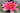 Lucida water lily - pond plants - water lilies - aquatic plants-0