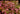 Lychnis flos-cuculi (Nana) - Marginal Pond Plants - Pond Plants - Water Plants-0