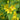 Lysimachia punctata (Circle flower or Dotted loosestrife) - Marginal Pond Plants - Pond Plants - Water Plants-0