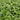 Lysimachia Nummularia - submerged - Aquarium 50 Strands-0