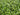 Lysimachia Nummularia - submerged - Aquarium 50 Strands-0