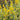 Lysimachia punctata Alexander (Golden candles or Golden spire) - Marginal Pond Plants - Pond Plants - Water Plants-438