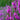 Lincolnshire Pond Plants Bee Pack Potted-946