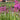 Lythrum salicaria Robert (Loosestrife) - Marginal Pond Plants - Pond Plants - Water Plants-791