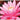 Magnificent water lily - pond plants - water lilies - aquatic plants-0