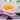 Marliacea Carnea water lily - pond plants - water lilies - aquatic plants-0