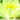 Marliacea Chromatella water lily - pond plants - water lilies - aquatic plants-0