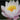 Marliacea Rosea water lily - pond plants - water lilies - aquatic plants-0