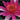 Marliacea Rubra Punctata water lily - pond plants - water lilies - aquatic plants-0