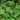 Lincolnshire Pond Plants Oxygenating Pack -0
