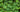 Lincolnshire Pond Plants Oxygenating Pack Potted-0