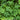 Marsilea quadrifolia (Water shamrock or Upright water clover) - Marginal Pond Plants - Pond Plants - Water Plants-439