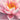Martha water lily - pond plants - water lilies - aquatic plants-0