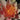 Mary Patricia water lily - pond plants - water lilies - aquatic plants-14027
