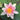 Mary Patricia water lily - pond plants - water lilies - aquatic plants-0