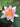 Mary Patricia water lily - pond plants - water lilies - aquatic plants-0