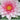 Masaniello water lily - pond plants - water lilies - aquatic plants-0