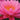 Mayla water lily - pond plants - water lilies - aquatic plants-0