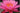 Mayla water lily - pond plants - water lilies - aquatic plants-0