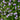 Mazus reptans (Chinese marshflower) - Marginal Pond Plants - Pond Plants - Water Plants-0